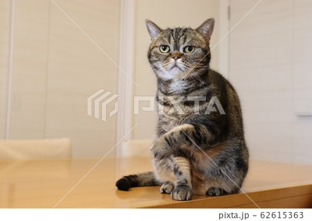 注射した後のように腕を押さえる猫アメリカンショートヘアー 注射した後のように腕を押さえる猫アメリカンショートヘアー 62615363