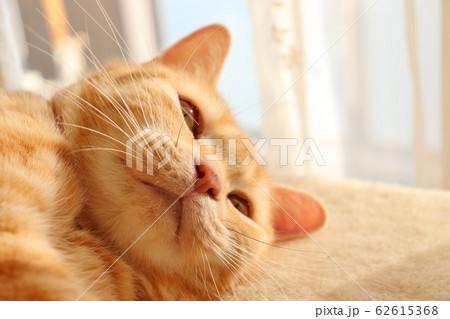 ひげの付け根を膨らませる猫アメリカンショートヘアーの写真素材