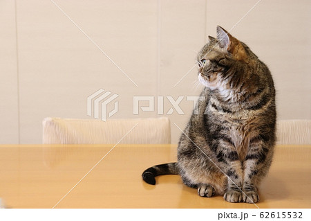鼻ぺちゃ横顔全身猫アメリカンショートヘアーの写真素材