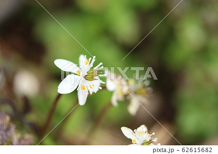 バイカオウレン(梅花黄蓮) もうじき花の季節が終わります バイカオウレン(梅花黄蓮) もうじき花の季節が終わります 62615682