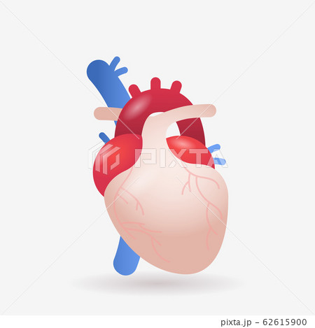 anatomical heart icon human body internal organ anatomy biology healthcare medical concept flat anatomical heart icon human body internal organ anatomy biology healthcare medical concept flat 62615900