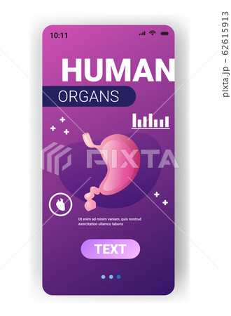 anatomical stomach structure human internal organ anatomy healthcare medical concept smartphone screen mobile app vertical copy space anatomical stomach structure human internal organ anatomy healthcare medical concept smartphone screen mobile app vertical copy space 62615913