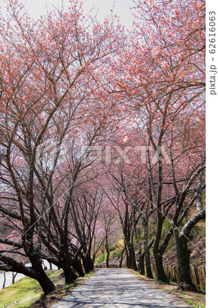 桜満開 さくら 武陵農場 台湾台中 春 桜満開 さくら 武陵農場 台湾台中 春 62616063