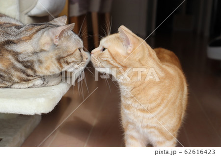 鼻チュッ挨拶姉妹猫アメリカンショートヘアーレッドタビーシルバーパッチドタビー 62616423