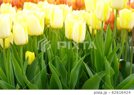 黄色いチューリップ 62616424