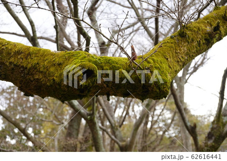 苔のむした木 苔のむした木 62616441