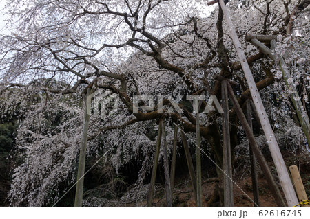 奥山田の枝垂れ桜/愛知県岡崎市 奥山田の枝垂れ桜/愛知県岡崎市 62616745