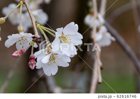 奥山田の枝垂れ桜／愛知県岡崎市 62616746