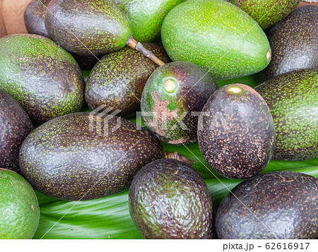 ハワイ ハワイ島 アボカド 62616917