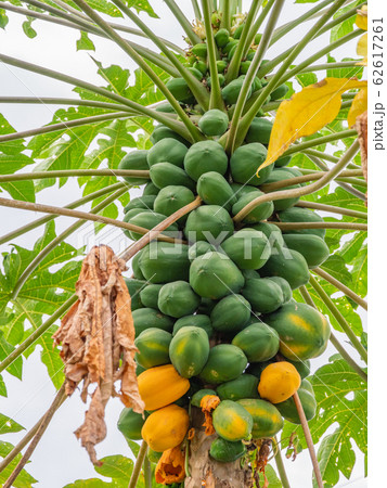 ハワイ ハワイ島 パパイヤ 62617261