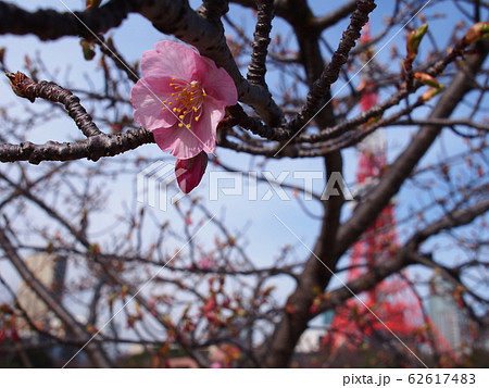 東京タワー 桜 東京タワー 桜 62617483
