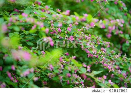 元興寺のハギの花ー5の写真素材 [62617662] - PIXTA