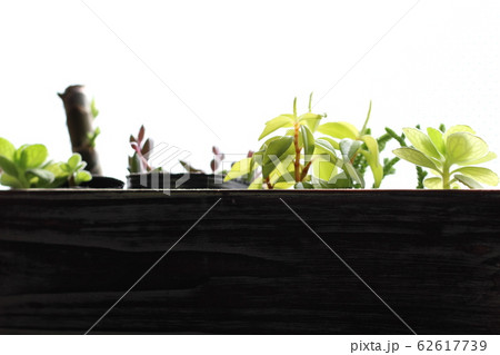 多肉植物 62617739