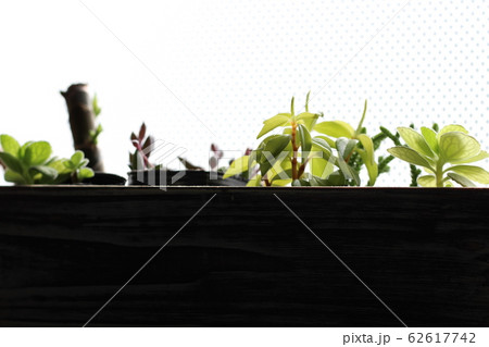多肉植物 62617742