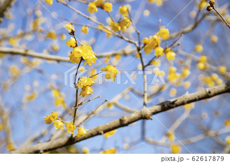 府中市郷土の森公園　梅林に咲く蝋梅の花 62617879