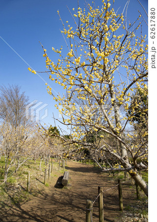 府中市郷土の森公園　梅林に咲く蝋梅の花 62617880