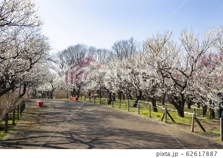 府中市郷土の森公園 梅林に咲く梅の花の写真素材