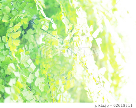 緑 緑 62618511