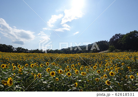 ヒマワリ満開!!! ヒマワリ満開!!! 62618531