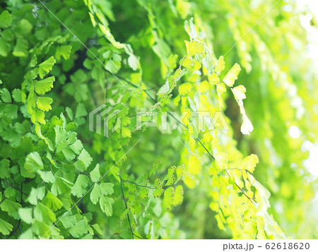 緑 緑 62618620