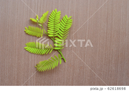 Green leaf Tamarind on a wooden floor. , closeup Green leaf Tamarind on a wooden floor. , closeup 62618698