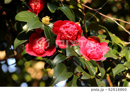 陽射しを浴びる卜伴錦（ぼくはんにしき）という名の椿（3） 62618860