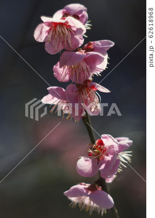 紅梅の花（よく見ると背景に丸ボケ） 62618968