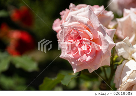 五月のバラ ブライダルピンクの写真素材
