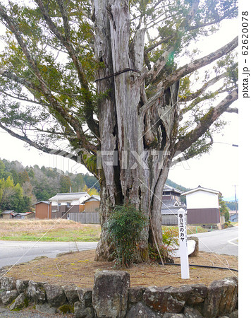 丹波篠山市の巨樹「春日江のカヤ（かすがえのかや） 」/ 樹齢不明、樹高20m、幹周り5.0m 62620078