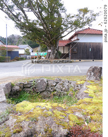 丹波篠山市の巨樹「春日江のカヤ(かすがえのかや) 」/ 樹齢不明、樹高20m、幹周り5.0m 丹波篠山市の巨樹「春日江のカヤ(かすがえのかや) 」/ 樹齢不明、樹高20m、幹周り5.0m 62620079