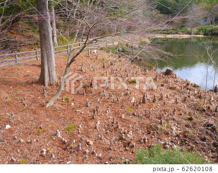 兵庫県立甲山森林公園、みくるま池の神秘的なたくさんのラクウショウの気根(呼吸根) 兵庫県立甲山森林公園、みくるま池の神秘的なたくさんのラクウショウの気根(呼吸根) 62620108
