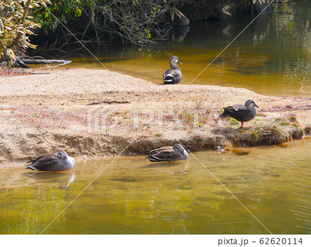 兵庫県立甲山森林公園、みくるま池に到来で羽を休めるカモ 62620114