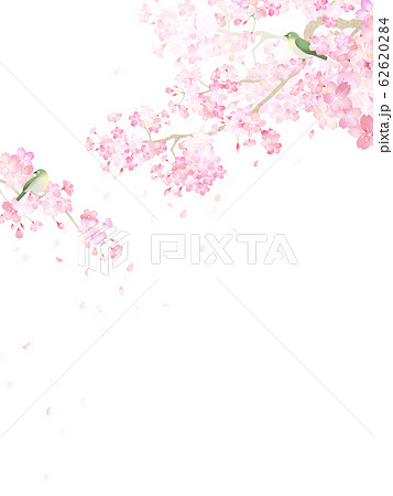 背景 和 和紙 和風 和柄 春 桜 枝 メジロのイラスト素材