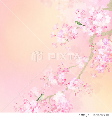 背景 和 和紙 和風 和柄 春 桜 枝 メジロのイラスト素材