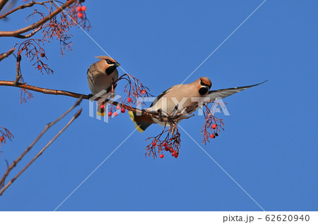 レンジャク⑪(北海道) レンジャク⑪(北海道) 62620940