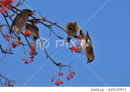 レンジャク⑩（北海道） 62620941