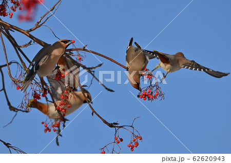 レンジャク⑧（北海道） 62620943