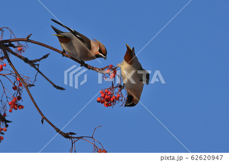 レンジャク⑤（北海道） 62620947