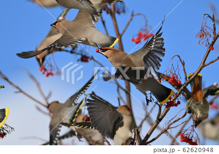 レンジャク④（北海道） 62620948