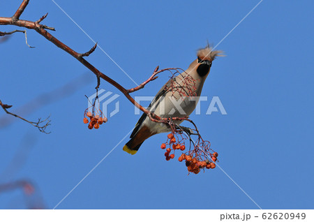 レンジャク③（北海道） 62620949