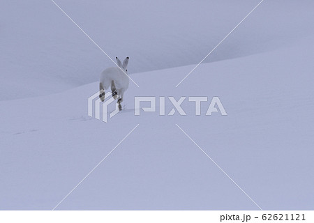 ユキウサギ60（北海道） 62621121