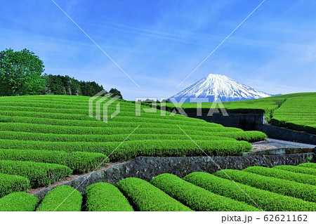 初夏の青空と新緑の茶畑　そして富士山 62621162