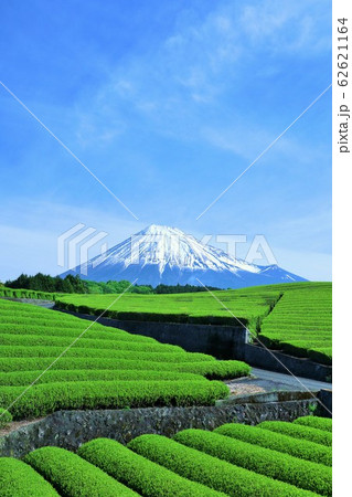初夏の青空と新緑の茶畑　そして富士山 62621164