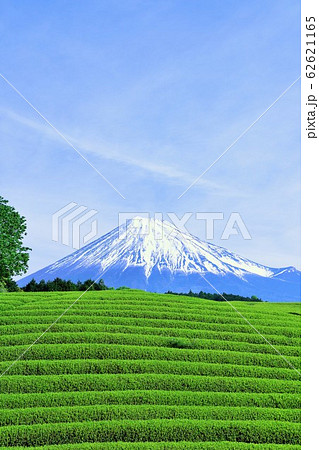 初夏の青空と新緑の茶畑　そして富士山 62621165