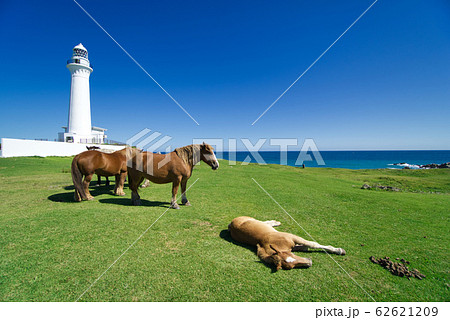 下北半島尻屋崎灯台の寒立馬放牧 下北半島尻屋崎灯台の寒立馬放牧 62621209