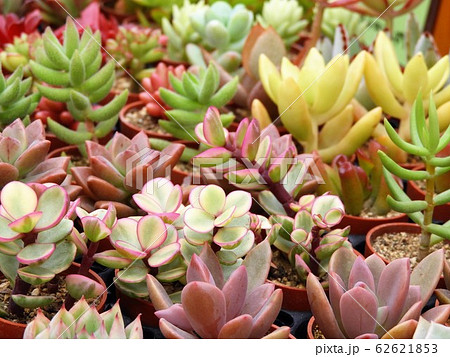 多肉植物3 62621853