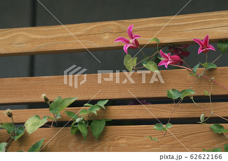 クレマチス クレマチス 62622166