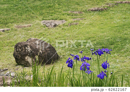 花菖蒲 花菖蒲 62622167