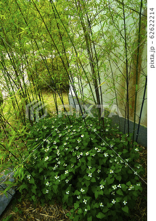 ドクダミ 62622214