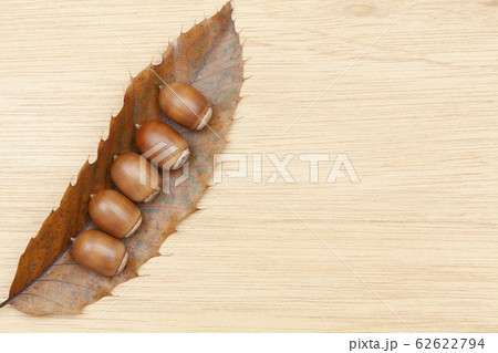 アベマキの実と葉 62622794